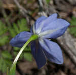 Prairie pleatleaf